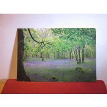 BLUEBELL WOOD, SALEN, ISLE OF MULL, SCOTLAND unused postcard by Martin Guppy =