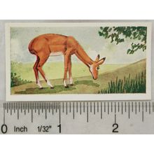 Neilson's Interesting Animals card No. 11 Impala