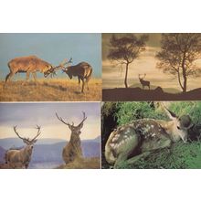 Lone Rutting Monarch Of The Glen Stag Deer Scottish Wildlife Park 4x Postcard s
