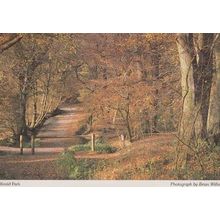 North Weald Forest Trees Park Rare Photo Postcard