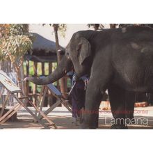 Elephant Artist Painter At Lampang Thai Conservation Centre Postcard