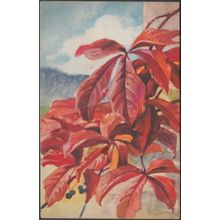 Virginia Creeper, c.1920s - Postcard