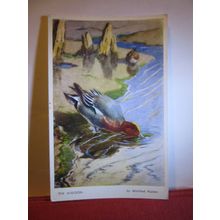 THE WIDGEON by Winifred Austen unused postcard by Valentine art bird series #