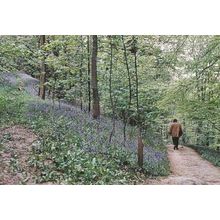 Rambling by The Bluebells at Bolton Abbey Postcard