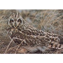 Snowy European Short Eared Eagle Owl 3x Owls Postcard s