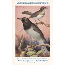 Red Throated Thrush Turdus Ruficollis Bird WW2 Rare Postcard