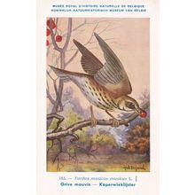 Song Thrush Turdidae Turdus Musicus Bird WW2 Rare Postcard