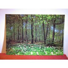 ANEMONE NEMOROSA flowers Swedish unused postcard dated 1985 #