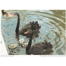 Sprowston Black Swans & Cygnets Norfolk Postcard