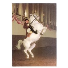 VIENNA, SPANISH RIDING SCHOOL unused vintage postcard white horses (c) #
