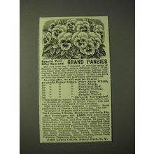 1900 John Lewis Childs Grand Pansies Ad - Special trial offer