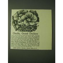 1900 John Lewis Childs Oxalis, Grand Duchess Flowers Ad