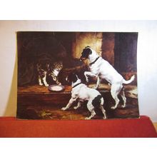 CAT & DOGS by Lucy Leavers, WOBURN ABBEY, used postcard 1970 pm =