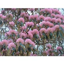 1 ROSEBAY RHODODENDRON AMERICAN SAPLINGS 10-20CM - BARE ROOTED
