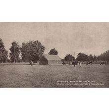 High Grade Cattle At Water House Farm Oakville Toronto Old Postcard