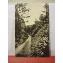 A RHODODENDRON DRIVE, NEW FOREST unused vintage postcard by J. Salmon /
