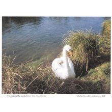 River Test Stockbridge Hampshire Swans Postcard