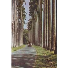 Palm Fringed Avenue Royal Botanic Gardens Peradeniya Sri Lanka Postcard