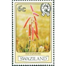 Swaziland 1980 Flowers 6c Aloe Kniphofioides Unmounted Mint NNH SG 345A stamp