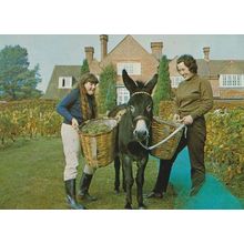 Pony Basket at Grape Harvest The Wine Vineyard Hambledon Hampshire Postcard