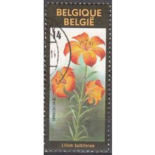 Belgique 1984 Michel 2411 O Cote (2008) 0.30 € Fleur Lilium bilbuferum