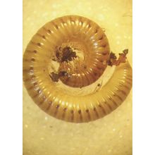 Club Tailed Millipede Insect Rare Postcard