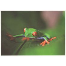Frog With Giant Red Eyes Climbing Plant Award German Postcard