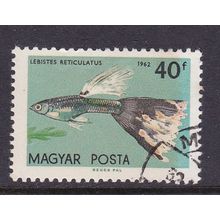 HUNGARY 1962 FISH 40fi USED SG1798