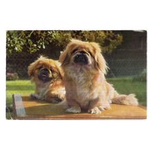 2 x LITTLE DOGS. Tibetan?? vintage used postcard by Salmon..1964 postmark /