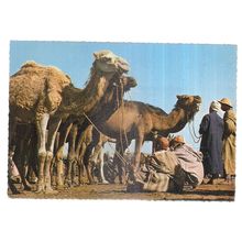 CAMELS, MARRAKECH, MOROCCO unused vintage postcard #