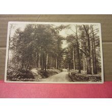 ASHDOWN FOREST, SUSSEX unused vintage postcard by F. Frith /