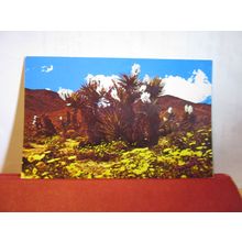 SPRINGTIME IN THE DESERT, PALM SPRINGS? CALIFORNIA, USA used vintage postcard =