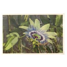 BLUE PASSION VINE flowers Swiss unused vintage postcard