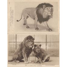 African Lion London Zoo Lioness Museum 2x Old Postcard s