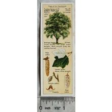 1938 Typhoo Trees of the Countryside 20 Grey Poplar