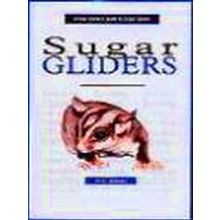 A New Owner's Guide to Sugar Gliders