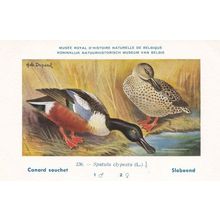 Northern Shoveler Spatula Clypeata WW2 Bird Vintage Rare Postcard