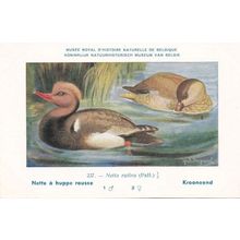 Red Crested Pochard Netta Rufina WW2 Bird Vintage Rare Postcard