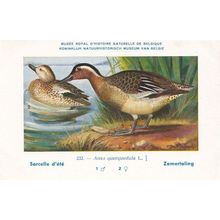Gargany Anas Guerquedula WW2 Bird Vintage Rare Postcard