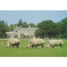 White Rhinos at Cotswold Wild Life Park Postcard