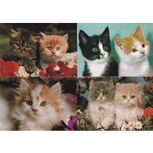Two Newborn Kittens 4x Beautiful Tiny Cat Germany Postcard s