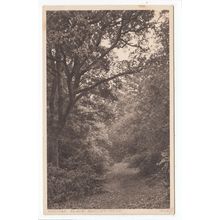 Sylvan Glade Hadley Wood Hertfordshire 1931 M Lessware Postcard