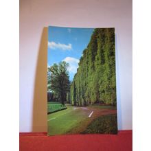 BEECH HEDGES, near BLAIRGOWRIE, SCOTLAND used postcard 1982 pm =