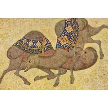 Camel Fight Battle Rare Indian Mughal 1620AD Painting Postcard