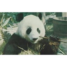 Giant Panda London Zoo 1970s Postcard