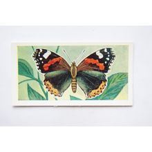 1958 Swettenham tea card Butterflies & Moths No. 6 Red Admiral