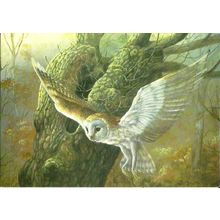 Art DAPHNE BAXTER Owl In Flight Postcard (Medici 2188)