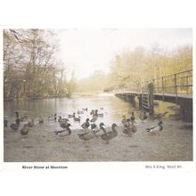Birds at Dusk on River Stour Moreton Dorset Postcard