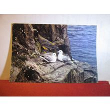 FULMAR SEAGULL...used postcard BIRDS animals by J.Arthur Dixon WL 1659 =