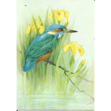 Art JEAN EVANS Kingfisher and Yellow Flags Postcard (Medici 2079)